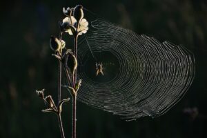 相続における空き家のWEB査定フォームはどのように利用するべきか？